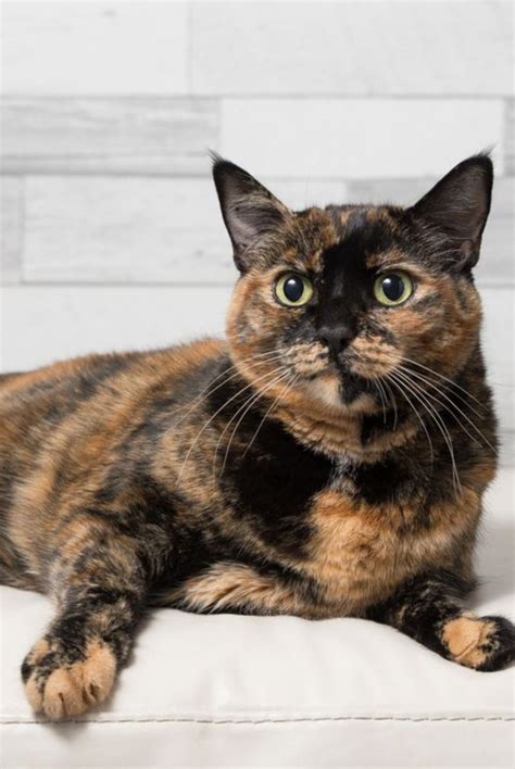 Tortoiseshell vs American Shorthair - Breed Comparison