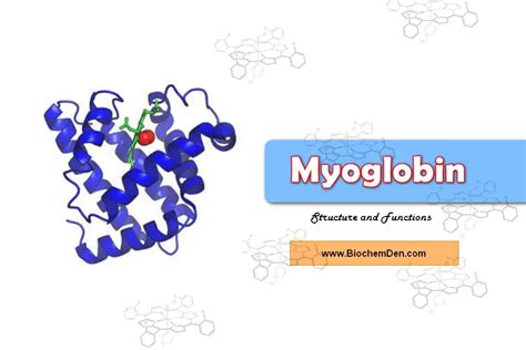 What Is Myoglobin? What Is The Function Of Myoglobin?