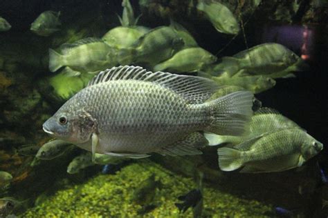 Mujair, Ikan yang Bukan Asli Indonesia - Mongabay.co.id