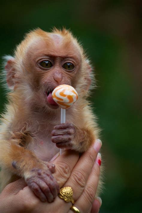 Baby monkey in Dali, Yunnan, China | Cute baby animals, Cute animals ...