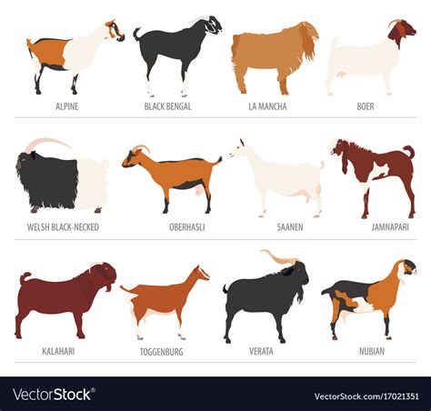 Types Of Goats Breeds Chart