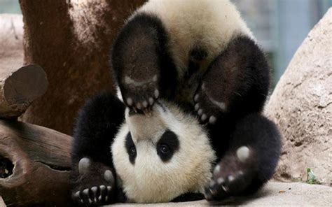 panda pictures | Naughty-Baby-Panda-Bear, Baby, Bear, Naughty, Panda ...