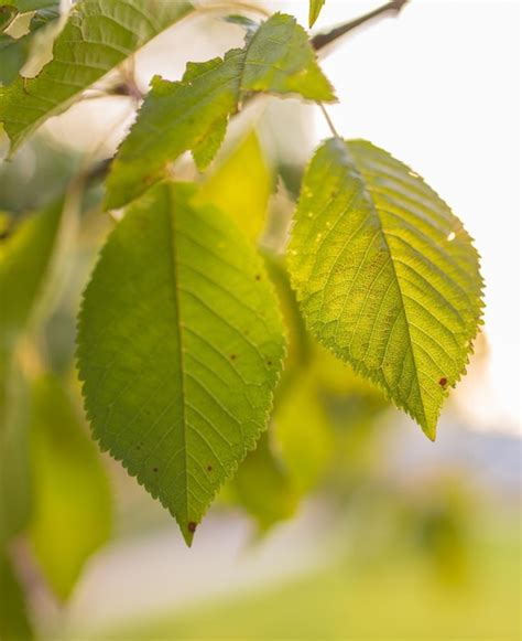 Premium Photo | Autumn leaves of a birch tree