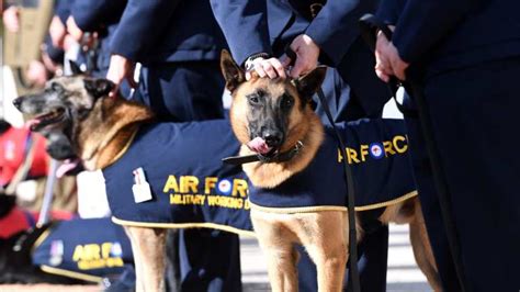 Military medals are for dogs. The new 'canine' award proves it