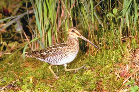 The Difference Between a Woodcock & a Snipe | Animals - mom.me