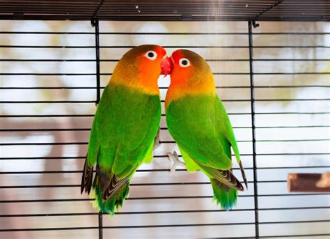 What Are Lovebirds? | PetMD