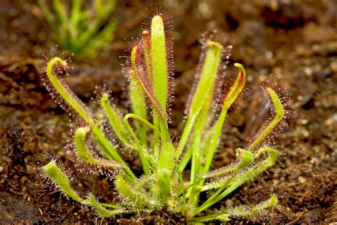 Droseraceae | Carnivorous Plants, Sundews & Pitcher Plants | Britannica