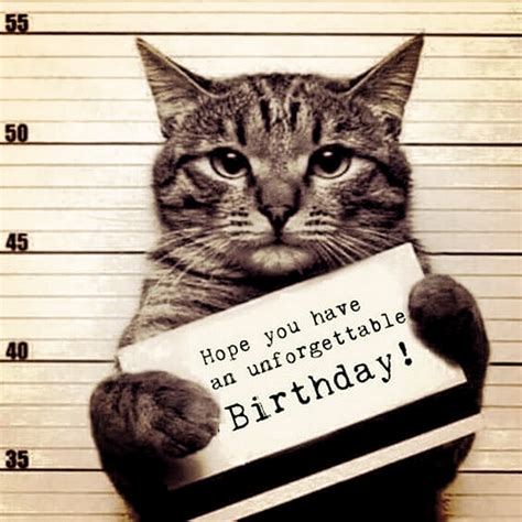 Pin by Michele Barton on memes | Happy birthday cat, Cat birthday memes ...