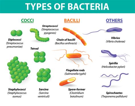 New Research Shows Bacteria Essential To Health