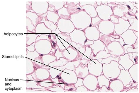 Loose Adipose Tissue