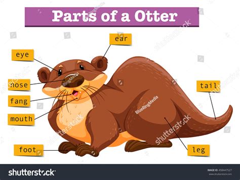 Anatomy Cute Otter Illustration Stock Vector (Royalty Free) 458447527 ...