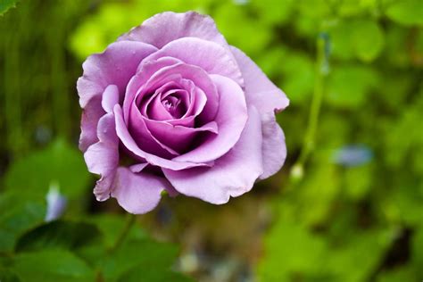 Purple roses: top 5 purple rose varieties - Plantura