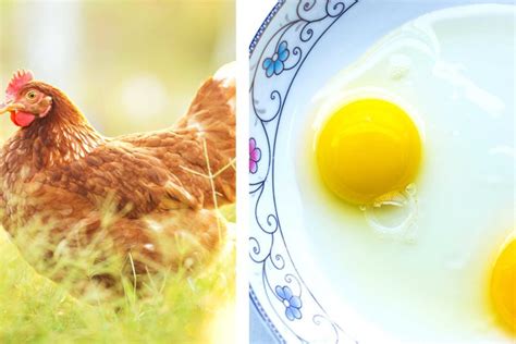 What an Egg Yolk’s Color Reveals About the Chicken It Came From | The ...