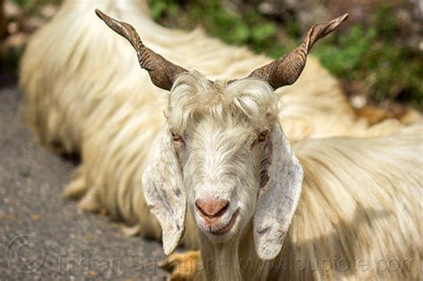 Goat Horns - Wild Long Hair Himalayan Goats