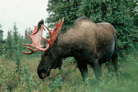 Why moose need to shed their antlers