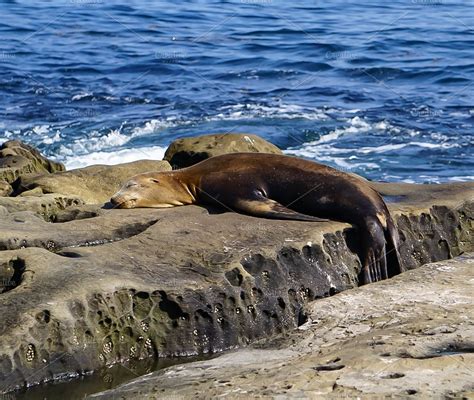 Sea Lion sleeping on the rocks | High-Quality Animal Stock Photos ...