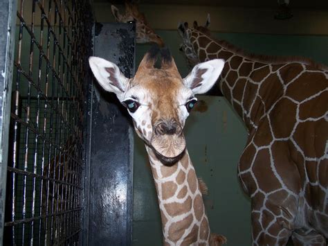 Some closer looks at the baby giraffe - Buffalo Zoo