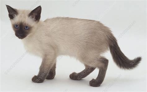 Lilac point Siamese kitten - Stock Image - C051/7668 - Science Photo ...