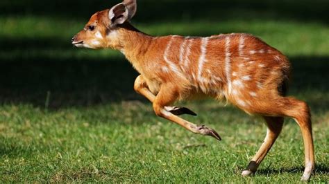 Sitatunga Antelope - Soko Directory