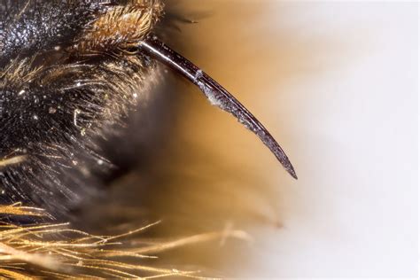 Do Bumblebees Sting? | Is Bumblebee Sting Dangerous & Can They Sting ...