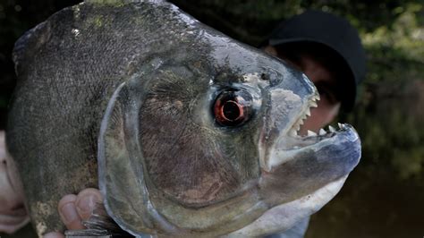 VIDEO: The Biggest Piranha Species on the Planet