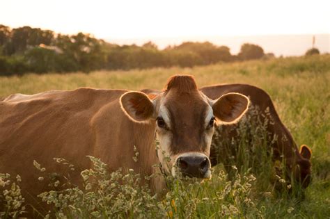 Grass-fed, Organic, Jersey Cow Photo Gallery - The Family Cow