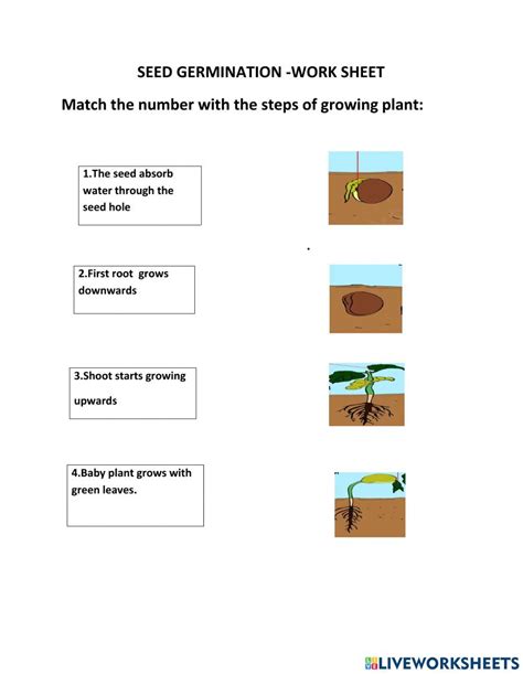 Stages Of Seed Germination Worksheets