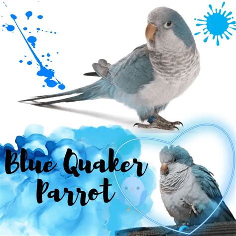 Talking quaker parrot - Teach a Quaker Parrot to talk