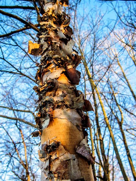 Big Paper Birch Bark Tree | Birch bark, Fine art photography, Art ...