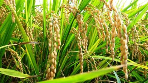 Flood resistant rice varieties in 19 Assam districts