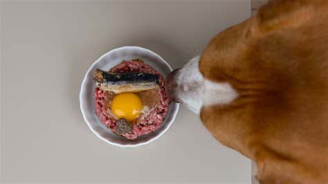 Can Dogs Eat Raw Eggs? I We Feed Raw