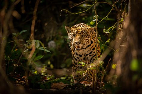 Biomas de Venezuela: un viaje a través de la selva, páramos, manglares ...