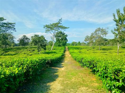 Free stock photo of assam tea garden, natural beauty