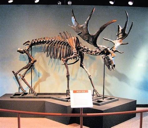 Irish elk fossil | Animal skeletons, Irish elk, Prehistoric animals