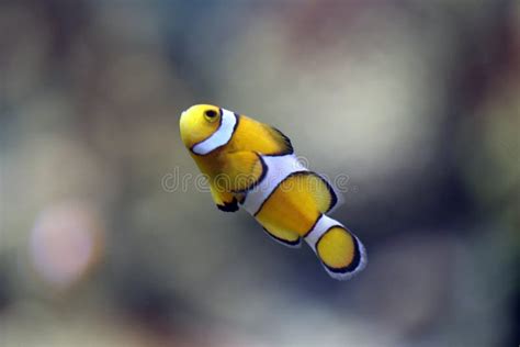 Clownfish in Sea Coral Reef Area. Stock Photo - Image of nemo, life ...