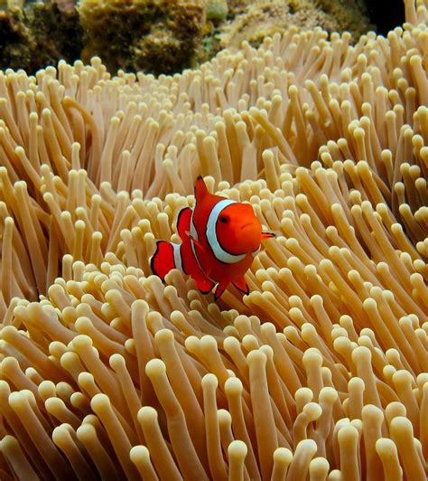 Clownfish atop Sea Anemone Photograph by Christina Williams