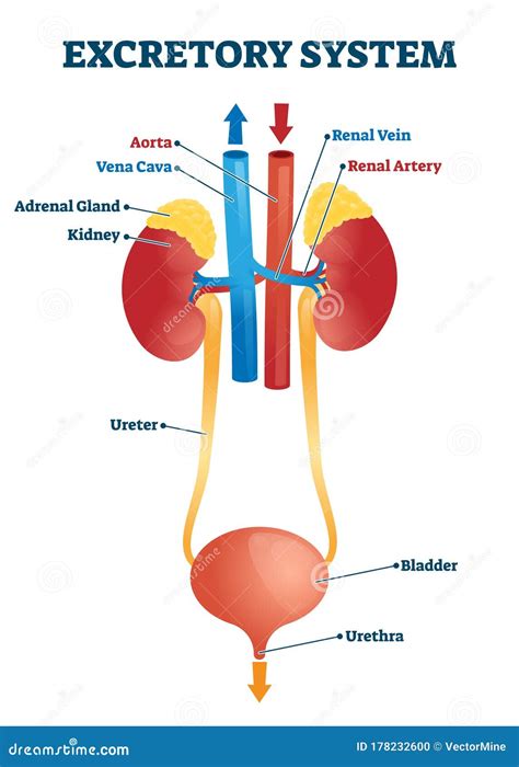 [DIAGRAM] Human Excretory System Diagram Labeled - MYDIAGRAM.ONLINE