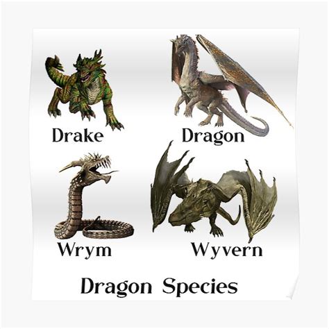 "Dragon Species Types Wrym Wyvern Drake" Poster for Sale by ...