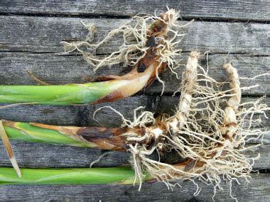 Cattail: Pictures, Flowers, Leaves & Identification | Typha latifolia