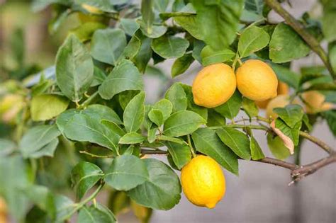 The Lemon Lime Tree - Minneopa Orchards