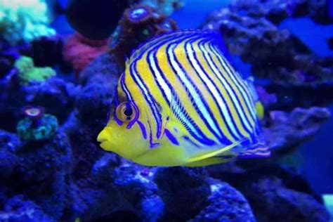 Saltwater Angelfish Species