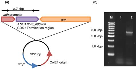 Construction of overexpression plasmid and PCR analysis. (a) Three DNA ...