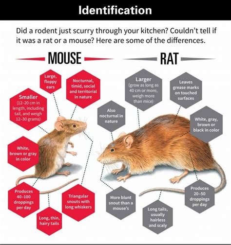 What is the Plural form of Mouse? - QuestionOcean