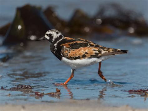 shorebirds - Top Spots for this Photo Theme