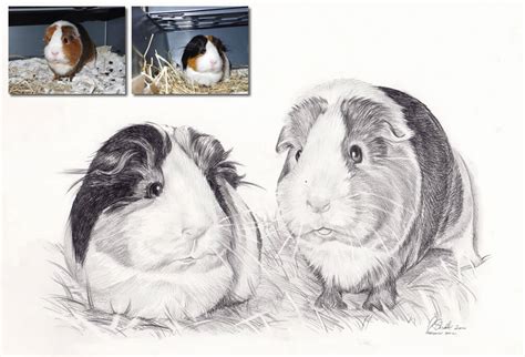 Guinea Pig Drawing | Commission Guinea Pig Drawings From Photos