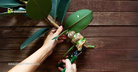 Rubber Plant Propagation: Secrets To Thriving Greenery - Big Gardener