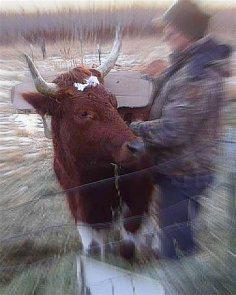 storybrookeripples: ox and dog blog: To Make a Single Ox Yoke, Part 3