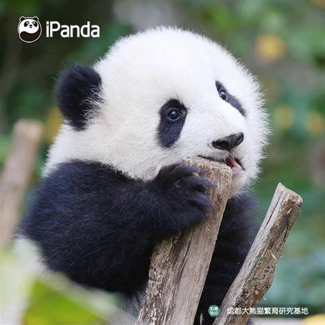 Incredible Compilation of Over 999 Baby Panda Images in Stunning 4K ...