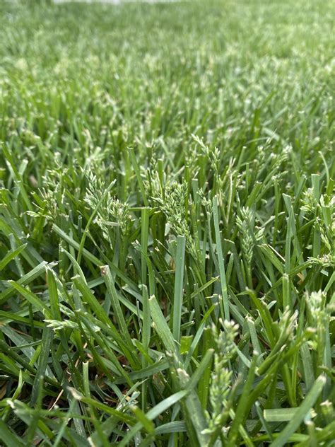 Understanding Grass Seed Heads: What's Happening To Your Lawn In Spring ...