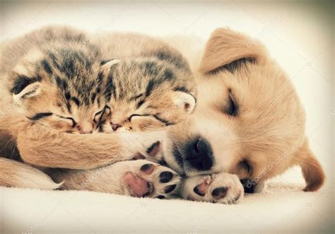 Puppies And Kittens Sleeping Together - The Cutest Puppies | Sleeping ...